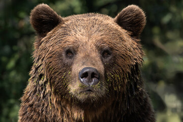 Obraz premium Brown Bear majestic, big powerful mammals