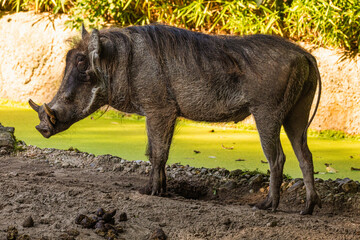 common warthog, standing very near by