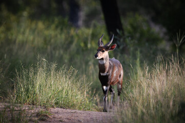 Young male kudu