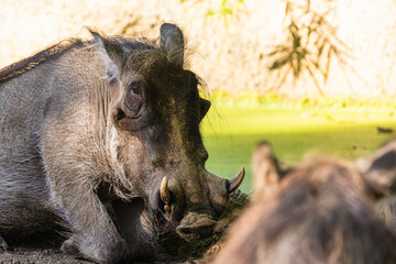 common warthog, standing very near by