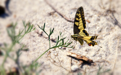 Swallowtail Butterfly ( Papilio machaon) perched on a leaf