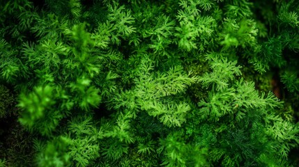 Fototapeta premium Beautiful green moss on the floor, moss closeup, macro. Beautiful background of moss for wallpaper.