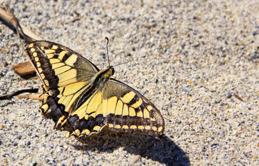 Swallowtail Butterfly ( Papilio machaon) sitting on the sand