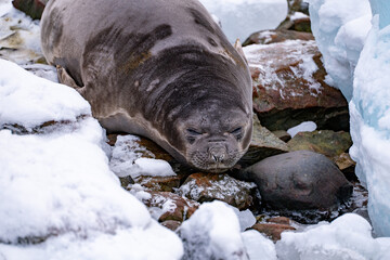 Female of southern elephant seal. South Pole, Antarctica