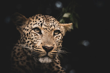 Stunning leopard portrait 