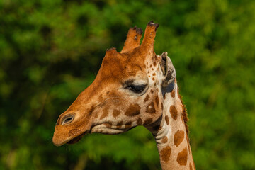 Giraffe in selective focus on green natural background