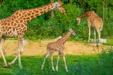 Giraffe in selective focus on green natural background