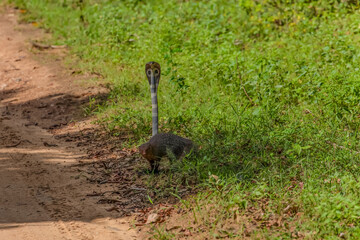 mongoose fights with an aggressive cobra in the wild