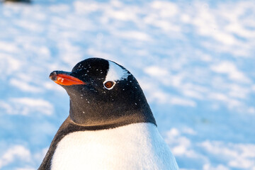 Gentoo penguins in Antarctica. Wild nature © Oleksandr Matsibura