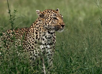 Leopard in the grass