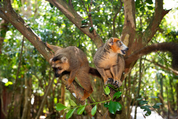 Crowned lemur Eulemur Coronatus, endemic animal