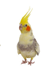 cockatiel  parrot isolated on a white background