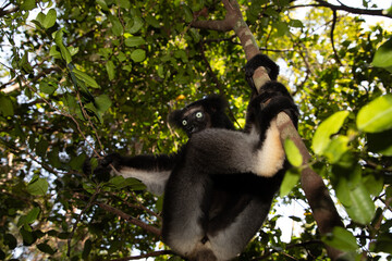 Lemur Indri indri, babakoto largest lemur from Madagascar