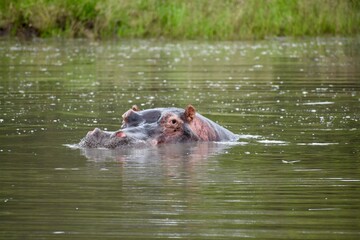 Obraz premium Hippo in the water