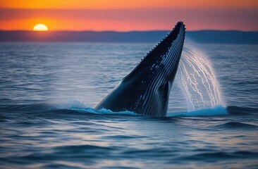 Fototapeta premium A whale emerges from the water in the ocean against the backdrop of a sunset.
