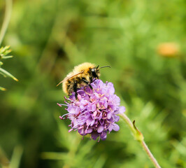 bee on a flower