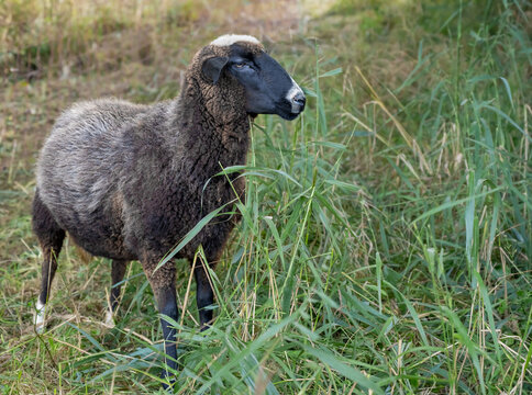 Zwartbles sheep with dark wool in front of a green pasture