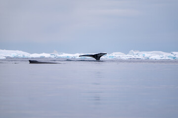 Humpback whale in the Southern Ocean. Antarctica