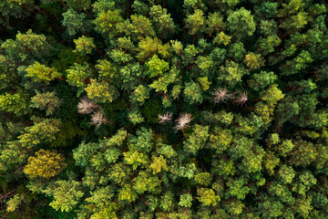 Obraz premium Coniferous green trees in the forest from a bird's eye view.