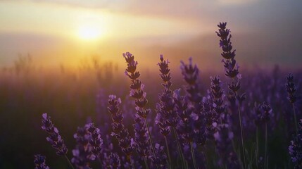 Vibrant lavender field at sunset, purple flowers silhouetted against a golden sky creating a serene and romantic atmosphere.