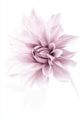 Fototapeta premium single pale pink dahlia flower, its petals delicate and intricate against the stark background