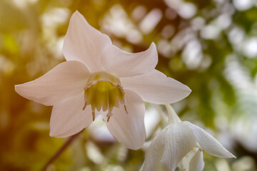 White daffodil flower in blooming with  pollen in spring season with golden sunright  background. Beautiful in nature.