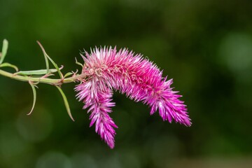 Close up of plumed cockscomb (celosia argentea) flowers in bloom