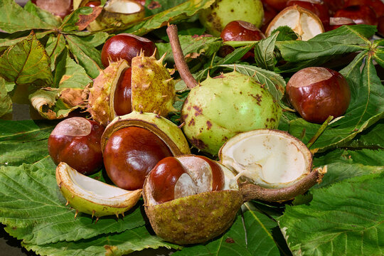 Kastanien, Rosskastanien, Aesculus hippocastanum