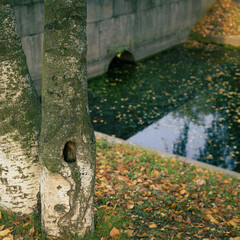 The banks of a water channel with fallen leaves in autumn.