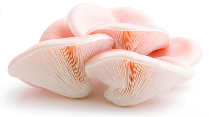 Delicate pink mushrooms cluster elegantly against a stark white backdrop, accentuating their intricate gills and soft texture.