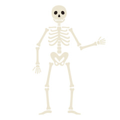 Human skeleton stands and waves hand. Funny Halloween character. Human body structure. Vector flat illustration isolated on white background