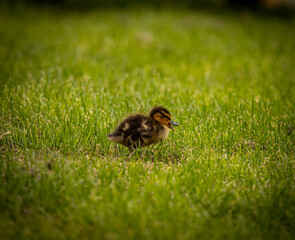 duck on the grass