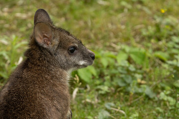 Bennett's wallaby Macropus or Notamacropus rufogriseus