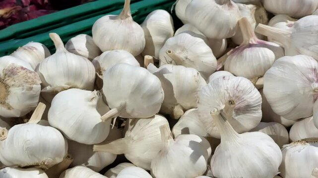 A close-up image of a large pile of fresh garlic bulbs. The garlic has smooth, white papery skin with a few stems still attached.