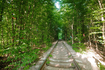 Serene Journey Through a Lush Green Forest Railway