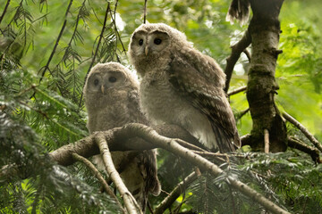 Close up great gray owl