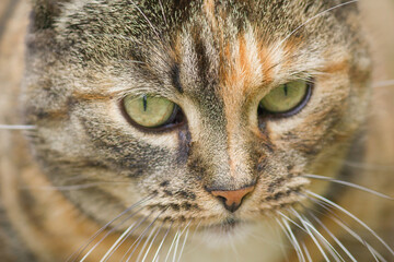 Intense Gaze of a Tabby Cat