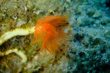 Polychaeta Smooth tubeworm or red-spotted horseshoe (Protula tubularia) undersea, Aegean Sea, Greece, Halkidiki, Pirgos beach
