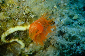 Polychaeta Smooth tubeworm or red-spotted horseshoe (Protula tubularia) undersea, Aegean Sea, Greece, Halkidiki, Pirgos beach