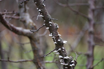Petits champignons sur une branche