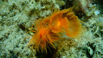 Polychaeta Smooth tubeworm or red-spotted horseshoe (Protula tubularia) undersea, Aegean Sea, Greece, Halkidiki, Pirgos beach