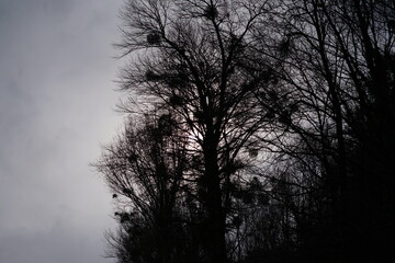 Arbres au contre-jour