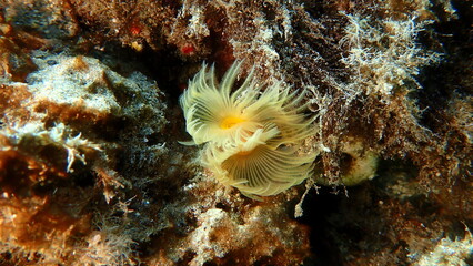 Polychaeta Smooth tubeworm or red-spotted horseshoe (Protula tubularia) undersea, Aegean Sea, Greece, Halkidiki, Pirgos beach