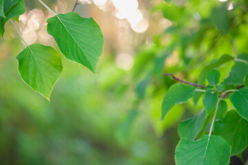 Obraz premium Lush green leaves in sharp focus with a soft, sunlit bokeh background. Perfect for nature and tranquility themes.