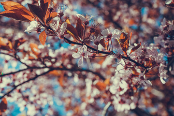 Beautiful sakura flowers in spring season in park. Flora pattern texture. Natural floral background. Selective focus of beautiful pink cherry blossom branches on tree under blue sky.