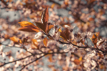 Beautiful spring cherry blossom with blooms in pastel pink and white colors. Shallow depth of field. Wide header size.