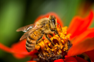 Fototapeta premium Honey Bee collecting nectar from flower