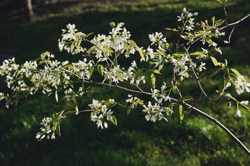 Beautiful tree blossom in spring. White apple flowers. Beautiful flowering apple trees. Background with blooming flowers in spring day.