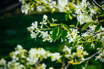 White apple blossom. Branches with beautiful and light-colored Apple tree blossoms in a springtime garden. Macro natural background. Spring blossom background.