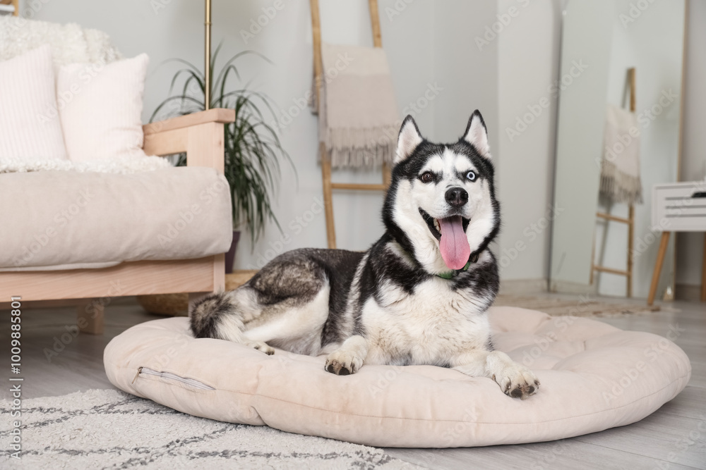 Sticker Adorable Husky dog on pet bed at home